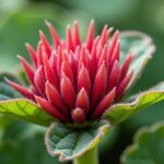 Rhubarbe : le guide essentiel pour cultiver, soigner et savourer cette plante unique
